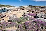 Épilobe de feuillus ou de la rivière Soper, réserve du Parc Territorial Katannilik, île de Baffin, Nunavut, Canada