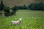 Sheep, South Island, New Zealand