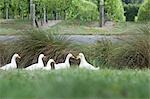 Geese, Blenheim, South Island, New Zealand