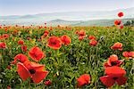 Poppies, Castiglione d'Orcia, Siena Province, Val d'Orcia, Tuscany, Italy