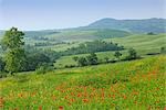 Castiglione d ' Orcia, Siena Provinz, Val d ' Orcia, Toskana, Italien