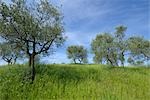 Olive Bäume, Crete Senesi, Provinz Siena, Toskana, Italien