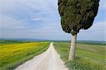 Ville di Corsano, Monteroni d'Arbia, Siena Province, Tuscany, Italy