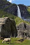 Schafe und Wasserfall, Fjord bei Flam, Norwegen