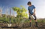 Pre-adolescent boy planting tree