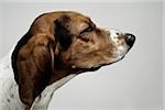 Head of basset hound