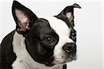 Boston terrier