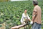 Senior couple harvesting in field