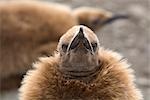 Close-up of King Penguin Chick, South Georgia Island, Antarctica