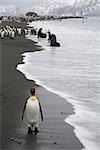 Manchot royal sur la plage, l'île de Géorgie du Sud, Antarctique