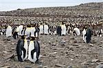 King Penguins, île de Géorgie du Sud, Antarctique
