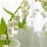 Lilies of the valley,close up