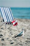 Gull and deckchair on the beach