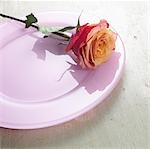 Rose on a light violet plate