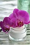 Orchid blossom and creme pot