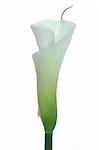 Calla blanc