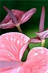 Flamingo lily