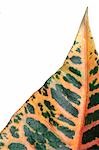 Croton leaf,detail