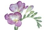 freesia violet en fleur