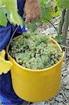 Vintage: White wine grapes in a bucket