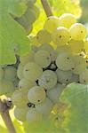 White wine grapes