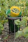 Vintage: Wine grapes in a bucket