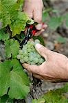 Vintage: Cutting wine grapes