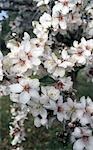 Almond blossom in January