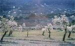 Landscape with blooming almond trees