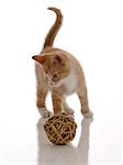 Cat playing with a bast fibre ball