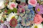 Hydrangeas and Cosmos bipinnatus