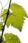 a wine leaf