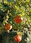 Pomegranate tree