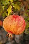 Pomegranate tree bearing fruit