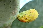 Frucht der Opuntia
