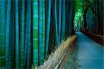 Bamboo Lined Pathway at Dusk, Kyoto, Japan