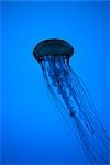 Jellyfish, New England Aquarium, Boston, Massachusetts, USA