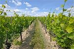 Vineyard, Alzey, Alzey-Worms, Rhineland-Palatinate, Germany