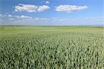 Corn Field, Alzey, Alzey-Worms, Rhineland-Palatinate, Germany