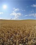 Champ de blé, Hesse, Allemagne