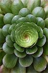 Plante succulente