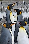 King Penguins, île de Géorgie du Sud, Antarctique