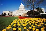 CAPITOL, WASHINGTON DC