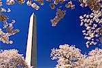 WASHINGTON MONUMENT MIT KIRSCHE BLÜHT, WASHINGTON, DC