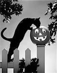 1970s CAT JACK-O'-LANTERN FENCE