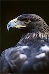 GOLDEN EAGLE Aquila chrysaetos AMERICA, EUROPE, N ASIA, N AFRICA