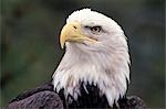 HEAD SHOT OF BALD EAGLE Heliaeetus leucocephalus NORTH AMERICA