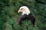 BALD EAGLE IN PINE TREE Heliaeetus leucocephalus