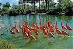 1990s CARIBBEAN FLAMINGOES METRO ZOO MIAMI FLORIDA