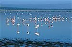 PETIT LAC DES FLAMANTS KENYA LAC NAKURA NATIONALPARK